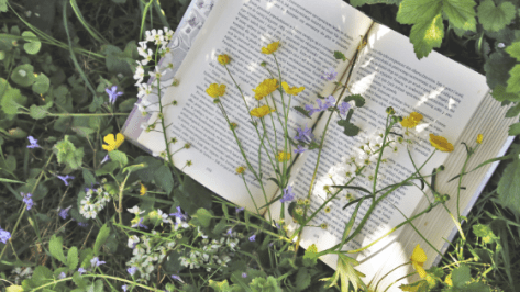 paperback book on greenery shaded by wildflowers